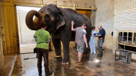 zoo slon Hloubková veterinární kontrola samice slona Baly